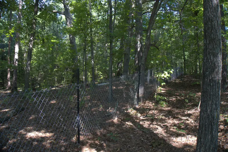 Chain link fence running through a wooded lot